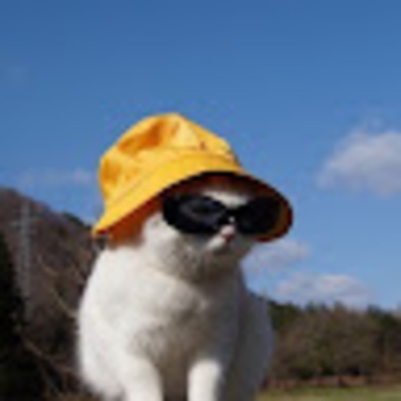 Meet your Posher, Cobi - Picture 1 of 1